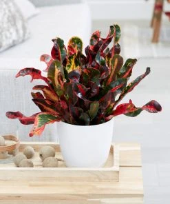 Brighter Blooms House & Patio Mammy' Croton Plant