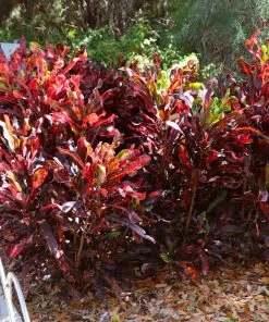 Brighter Blooms House & Patio Mammy' Croton Plant 16 Brighter Blooms House & Patio Mammy' Croton Plant