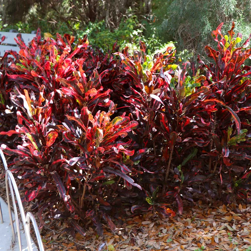 Brighter Blooms House & Patio Mammy' Croton Plant 5 Brighter Blooms House & Patio Mammy' Croton Plant