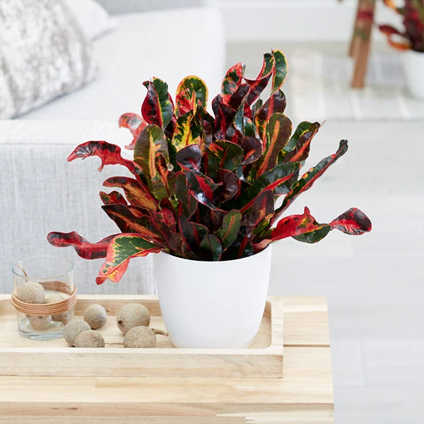 Brighter Blooms House & Patio Mammy' Croton Plant 1 Brighter Blooms House & Patio Mammy' Croton Plant