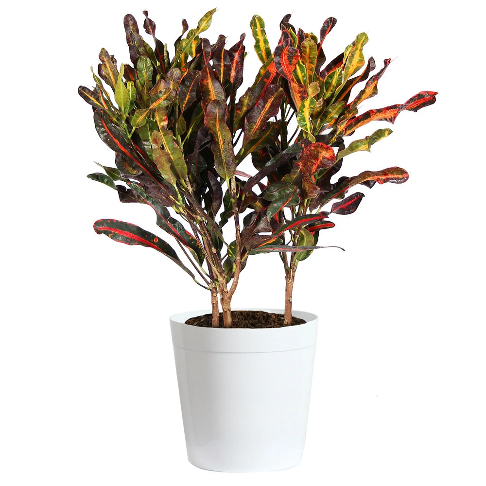 Brighter Blooms House & Patio Mammy' Croton Plant 10 Brighter Blooms House & Patio Mammy' Croton Plant