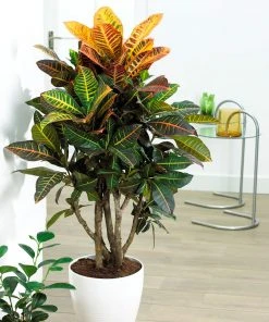 Brighter Blooms Croton Plant