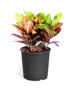 Brighter Blooms Croton Plant 16 Brighter Blooms Croton Plant