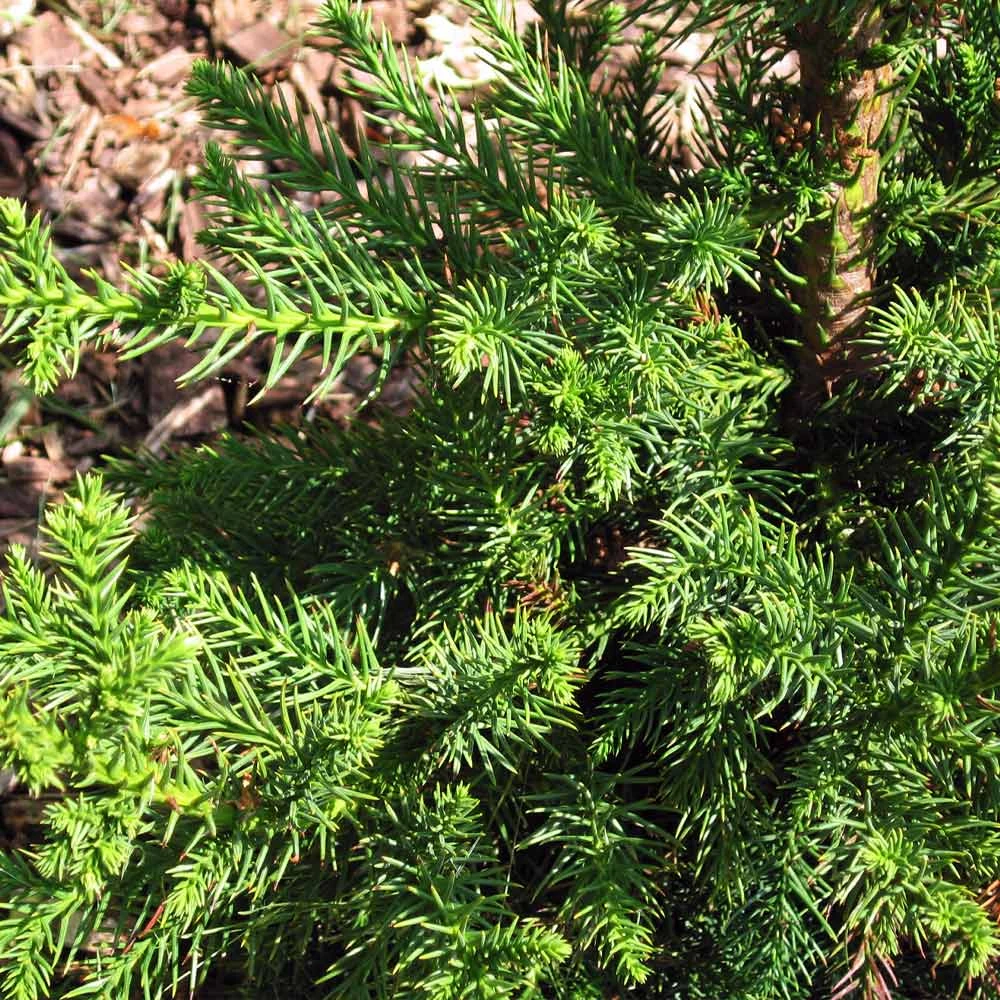 Brighter Blooms Black Dragon Cryptomeria Evergreen & Privacy 3 Brighter Blooms Black Dragon Cryptomeria Evergreen & Privacy