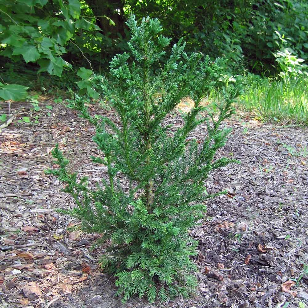 Brighter Blooms Black Dragon Cryptomeria Evergreen & Privacy 4 Brighter Blooms Black Dragon Cryptomeria Evergreen & Privacy