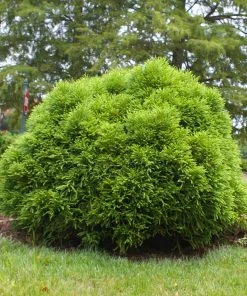 Brighter Blooms Cryptomeria 'Globosa Nana' Evergreen & Privacy