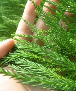 Brighter Blooms Cryptomeria Radicans Tree Evergreen & Privacy 9 Brighter Blooms Cryptomeria Radicans Tree Evergreen & Privacy