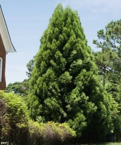 Brighter Blooms Cryptomeria Radicans Tree Evergreen & Privacy 10 Brighter Blooms Cryptomeria Radicans Tree Evergreen & Privacy