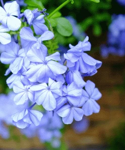 Brighter Blooms Dark Blue Plumbago Shrub 5 Brighter Blooms Dark Blue Plumbago Shrub