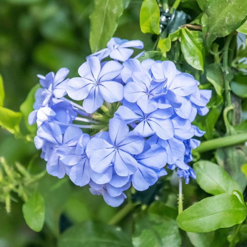 Brighter Blooms Dark Blue Plumbago Shrub 2 Brighter Blooms Dark Blue Plumbago Shrub