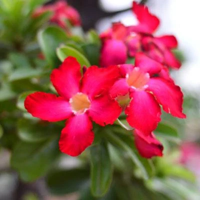 Brighter Blooms Desert Rose Adenium Shrub 4 Brighter Blooms Desert Rose Adenium Shrub