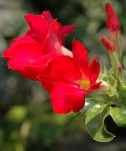 Brighter Blooms Desert Rose Adenium Shrub 9 Brighter Blooms Desert Rose Adenium Shrub