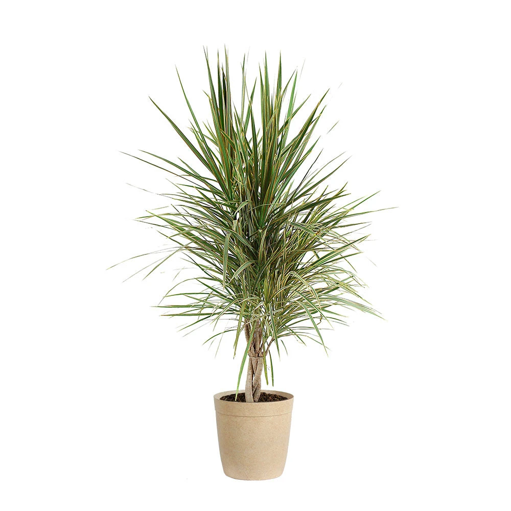 Brighter Blooms Bi-Color Dracaena Plant House & Patio 7 Brighter Blooms Bi-Color Dracaena Plant House & Patio