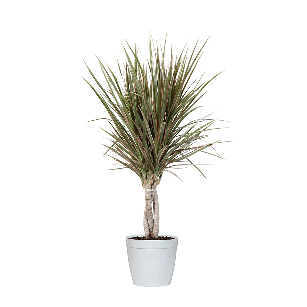 Brighter Blooms Bi-Color Dracaena Plant House & Patio 5 Brighter Blooms Bi-Color Dracaena Plant House & Patio