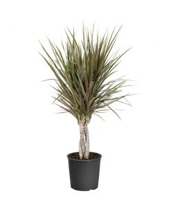 Brighter Blooms Bi-Color Dracaena Plant House & Patio 16 Brighter Blooms Bi-Color Dracaena Plant House & Patio