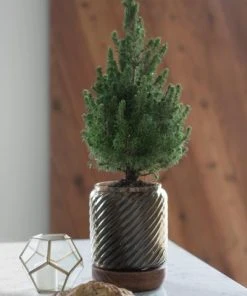 Brighter Blooms Dwarf Alberta Spruce Gift Plant Shrubs & Hedges