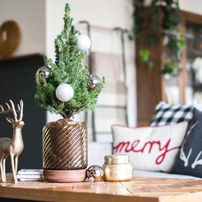 Brighter Blooms Dwarf Alberta Spruce Gift Plant Shrubs & Hedges 3 Brighter Blooms Dwarf Alberta Spruce Gift Plant Shrubs & Hedges