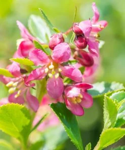 Brighter Blooms Shrubs & Hedges Dwarf Escallonia 5 Brighter Blooms Shrubs & Hedges Dwarf Escallonia