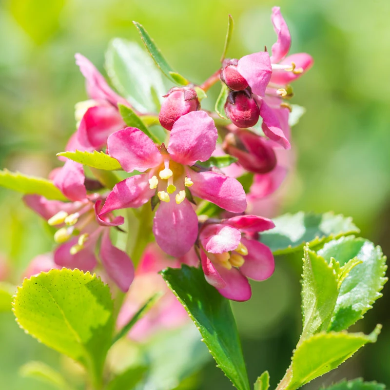 Brighter Blooms Shrubs & Hedges Dwarf Escallonia 3 Brighter Blooms Shrubs & Hedges Dwarf Escallonia