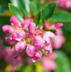 Brighter Blooms Shrubs & Hedges Dwarf Escallonia