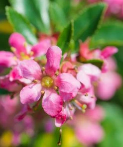 Brighter Blooms Shrubs & Hedges Dwarf Escallonia
