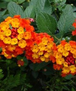Brighter Blooms Perennials Dallas Red Lantana