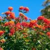 Brighter Blooms Perennials Dallas Red Lantana