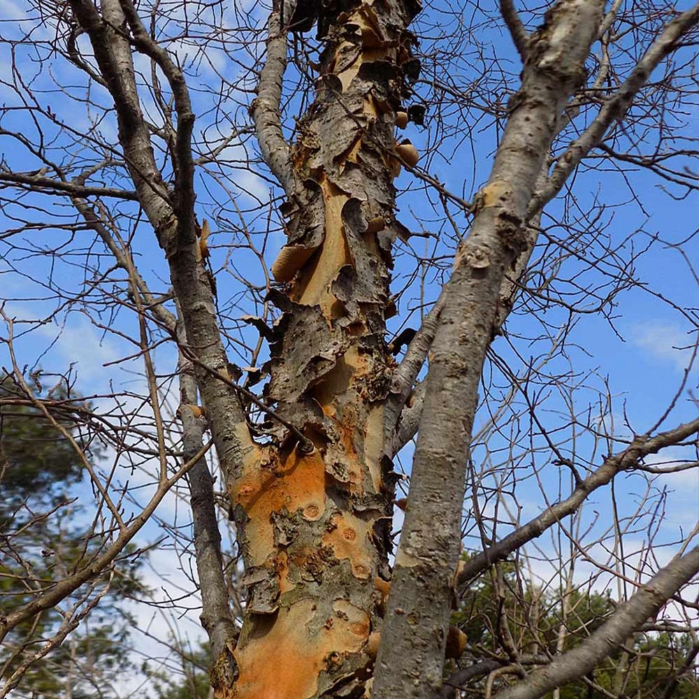 Brighter Blooms Shade Trees DannaSpire Columnar Elm Tree 6 Brighter Blooms Shade Trees DannaSpire Columnar Elm Tree
