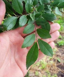 Brighter Blooms Shade Trees DannaSpire Columnar Elm Tree 9 Brighter Blooms Shade Trees DannaSpire Columnar Elm Tree