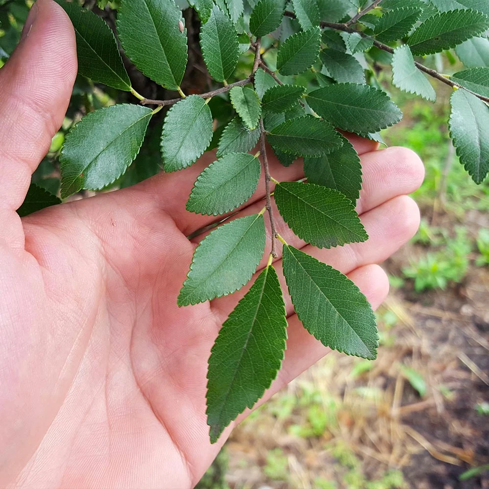 Brighter Blooms Shade Trees DannaSpire Columnar Elm Tree 4 Brighter Blooms Shade Trees DannaSpire Columnar Elm Tree