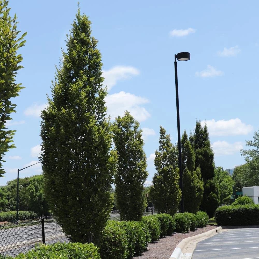 Brighter Blooms Shade Trees DannaSpire Columnar Elm Tree 2 Brighter Blooms Shade Trees DannaSpire Columnar Elm Tree