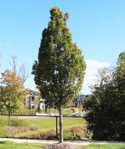 Brighter Blooms Shade Trees DannaSpire Columnar Elm Tree 10 Brighter Blooms Shade Trees DannaSpire Columnar Elm Tree