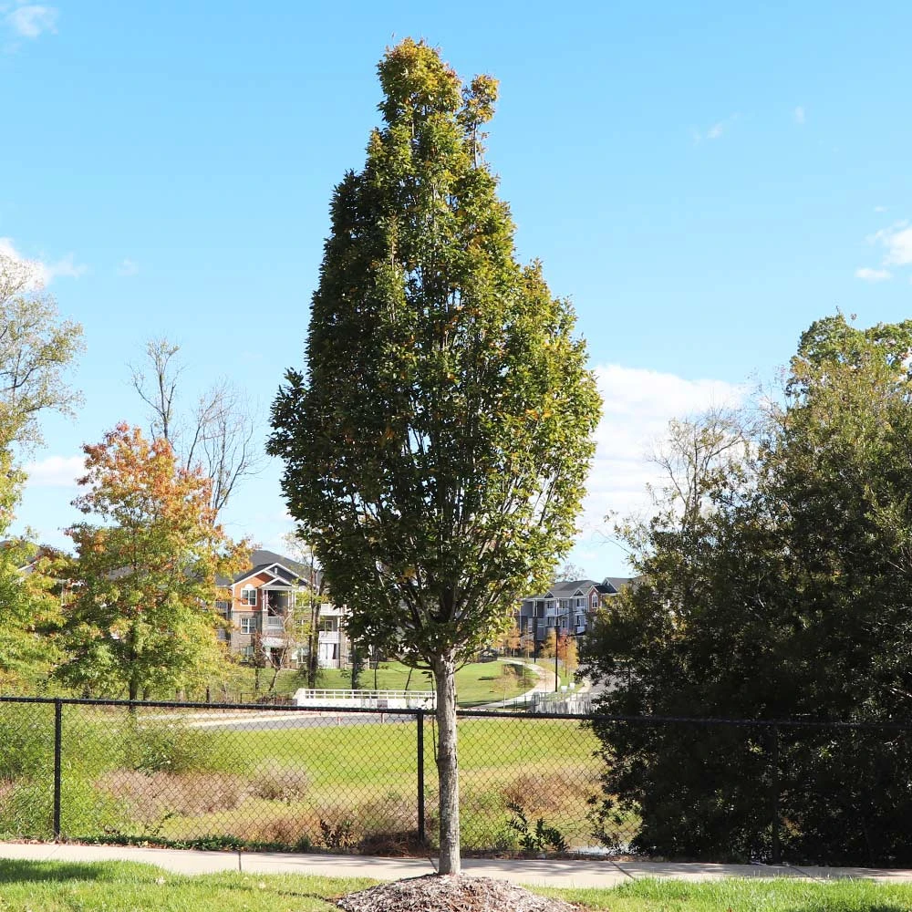 Brighter Blooms Shade Trees DannaSpire Columnar Elm Tree 5 Brighter Blooms Shade Trees DannaSpire Columnar Elm Tree