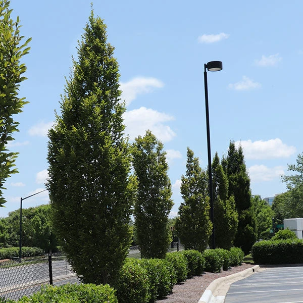 Brighter Blooms Shade Trees DannaSpire Columnar Elm Tree 1 Brighter Blooms Shade Trees DannaSpire Columnar Elm Tree