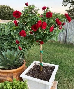 Brighter Blooms Dancing In The Dark™ Rose Tree