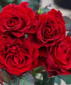 Brighter Blooms Dancing In The Dark™ Rose Tree 5 Brighter Blooms Dancing In The Dark™ Rose Tree