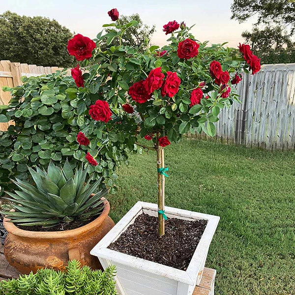 Brighter Blooms Dancing In The Dark™ Rose Tree 1 Brighter Blooms Dancing In The Dark™ Rose Tree