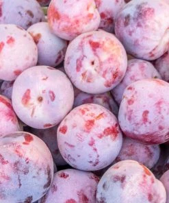 Brighter Blooms Dapple Dandy Pluot Tree Fruit Trees