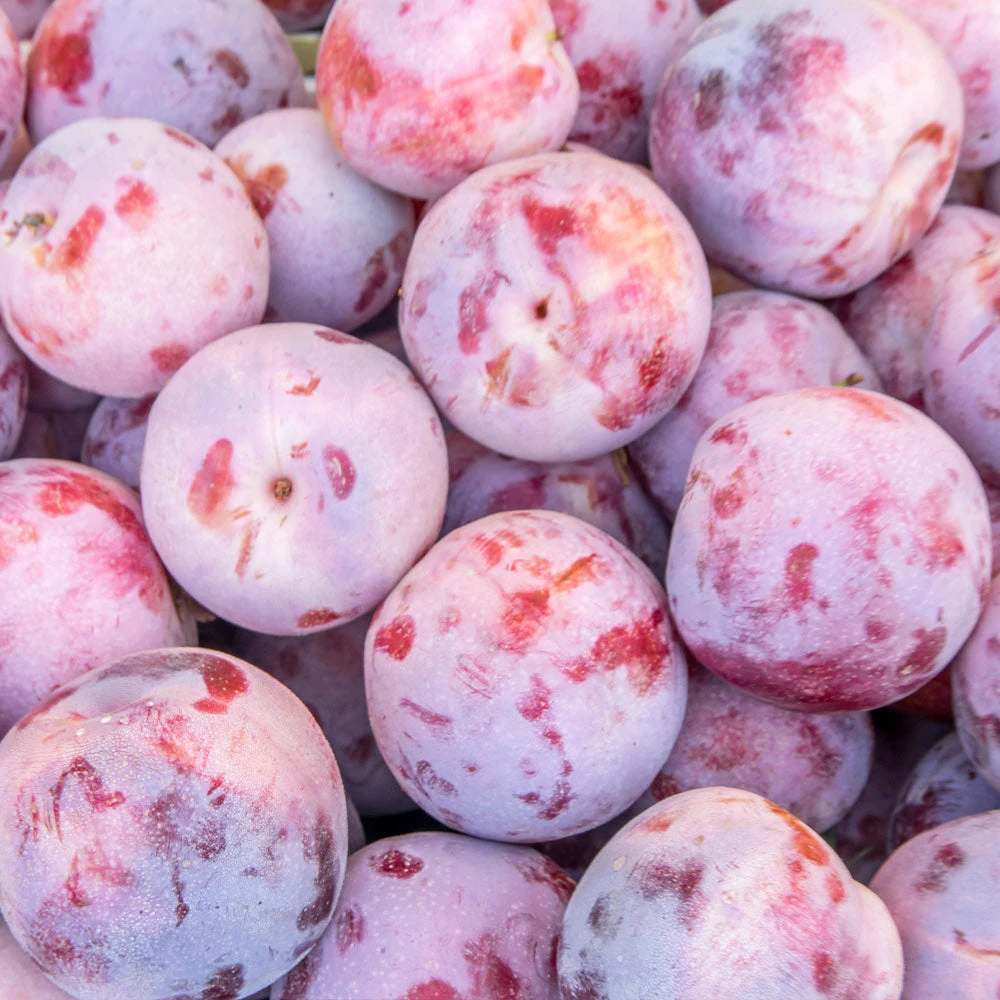 Brighter Blooms Dapple Dandy Pluot Tree Fruit Trees 2 Brighter Blooms Dapple Dandy Pluot Tree Fruit Trees