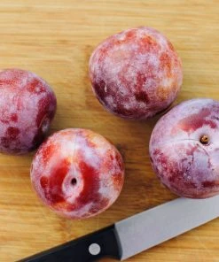 Brighter Blooms Dapple Dandy Pluot Tree Fruit Trees 5 Brighter Blooms Dapple Dandy Pluot Tree Fruit Trees