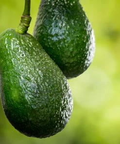 Brighter Blooms Condo™ Avocado Tree 6 Brighter Blooms Condo™ Avocado Tree