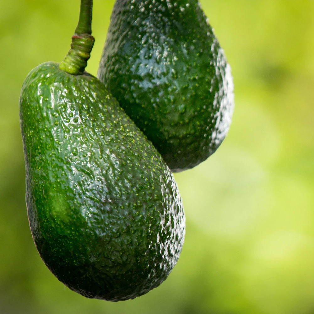 Brighter Blooms Condo™ Avocado Tree 3 Brighter Blooms Condo™ Avocado Tree