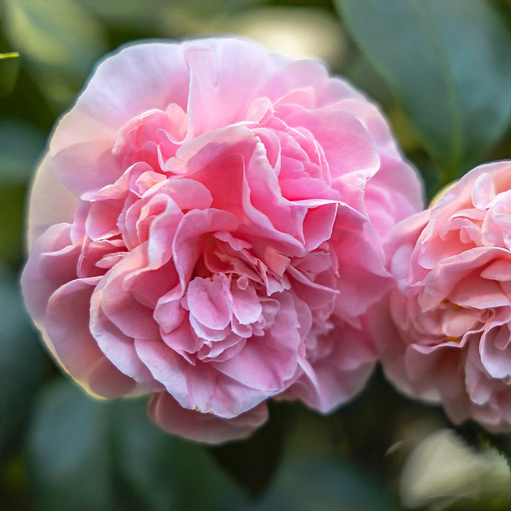Brighter Blooms Shrubs & Hedges Debutante Camellia Shrub 2 Brighter Blooms Shrubs & Hedges Debutante Camellia Shrub