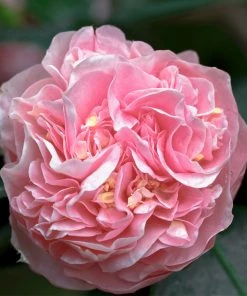 Brighter Blooms Shrubs & Hedges Debutante Camellia Shrub 7 Brighter Blooms Shrubs & Hedges Debutante Camellia Shrub