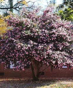 Brighter Blooms Shrubs & Hedges Debutante Camellia Shrub 6 Brighter Blooms Shrubs & Hedges Debutante Camellia Shrub