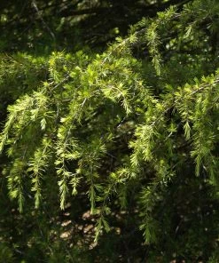 Brighter Blooms Deodar Cedar Tree Evergreen & Privacy 10 Brighter Blooms Deodar Cedar Tree Evergreen & Privacy