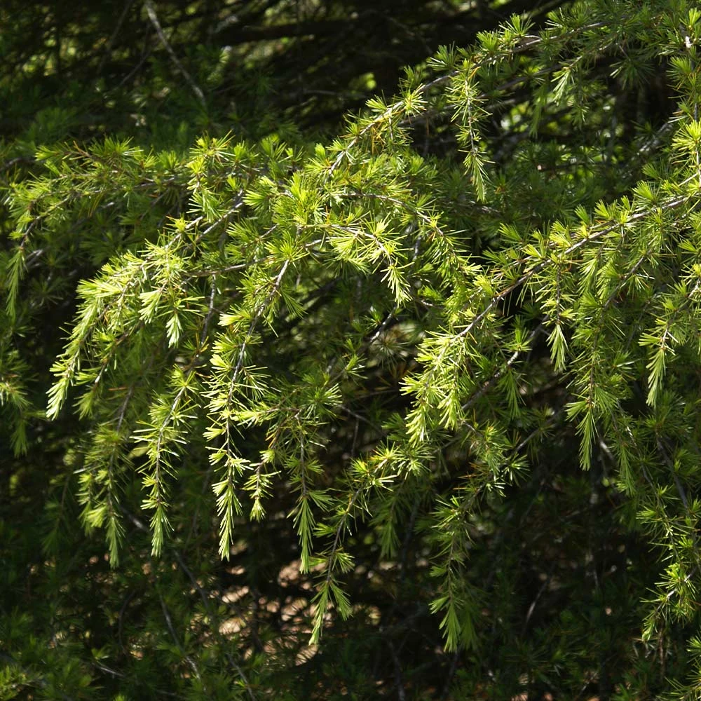 Brighter Blooms Deodar Cedar Tree Evergreen & Privacy 6 Brighter Blooms Deodar Cedar Tree Evergreen & Privacy