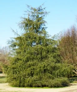 Brighter Blooms Deodar Cedar Tree Evergreen & Privacy 9 Brighter Blooms Deodar Cedar Tree Evergreen & Privacy