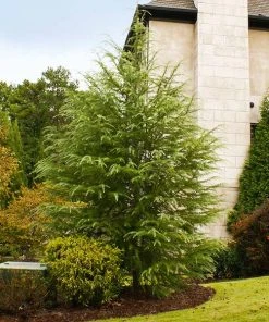 Brighter Blooms Deodar Cedar Tree Evergreen & Privacy