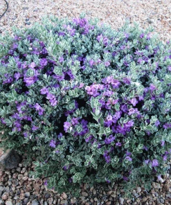 Brighter Blooms Desperado® Sage Plant